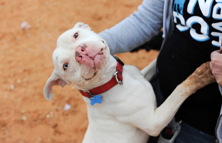 Ludwig the dog up on his hind legs getting attention from a person