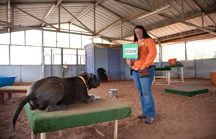 Moose the dog lying down while looking at a sign that says "DOWN" being held by a woman who is training him