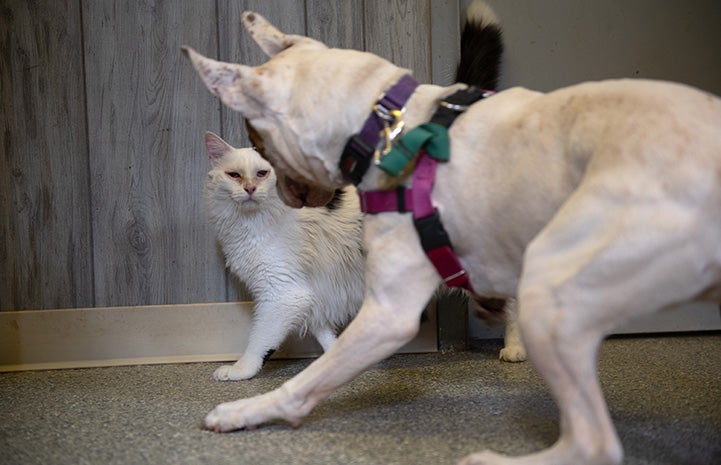 Taquito the dog playing with Rango the cat