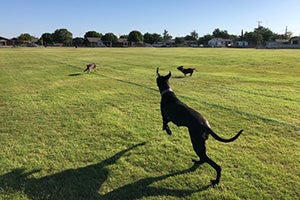 Benny the dog running in the grass