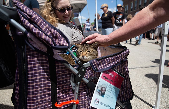 Hercules the therapy cat being petted on the head while sitting in a stroller with an ID card