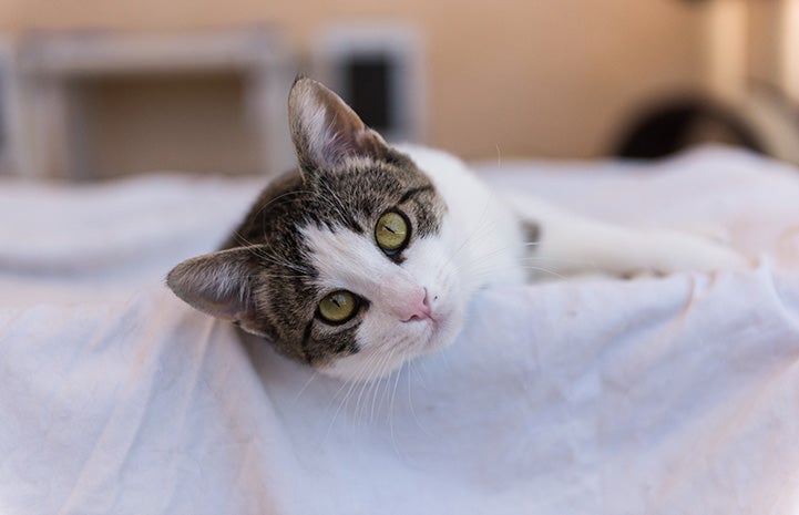 Hazel the brown tabby and white cat lying on her side