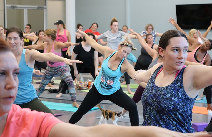 Yoga class with a calico cat walking under one of the participants who is wearing cat ears