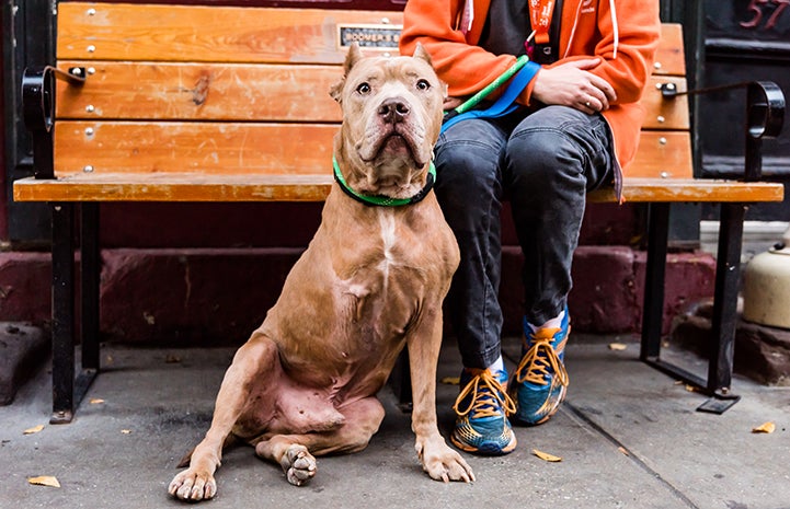 Blue, a gray colored three-legged pit bull terrier with cropped ears, sitting in front of a person sitting on a bench