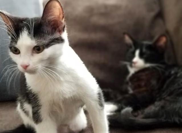 Black and white kittens, Yara and Zo, on a couch