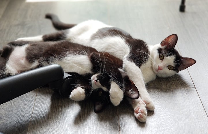 Yara and Zo, two black and white kittens, lying next to one another