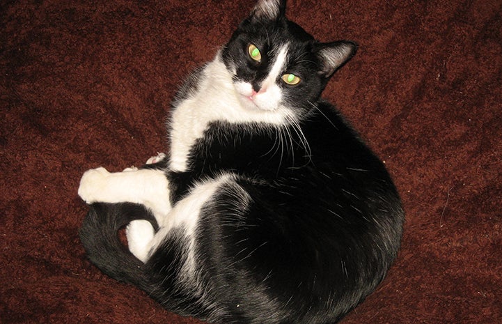 Simon the black and white cat lying on a maroon blanket