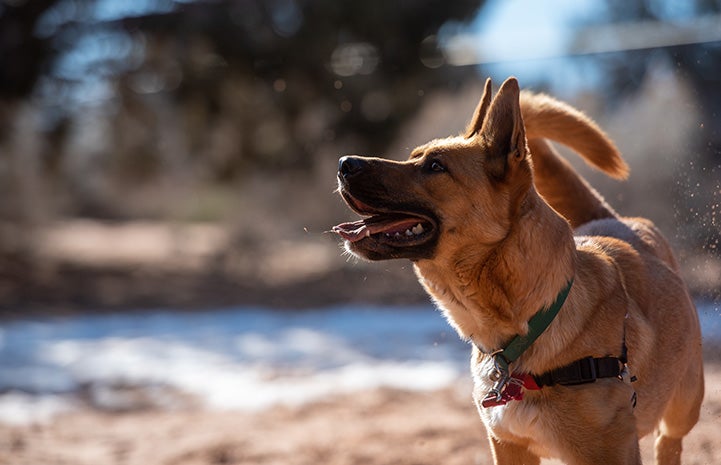 Bonneville the shepherd looking up for training instruction