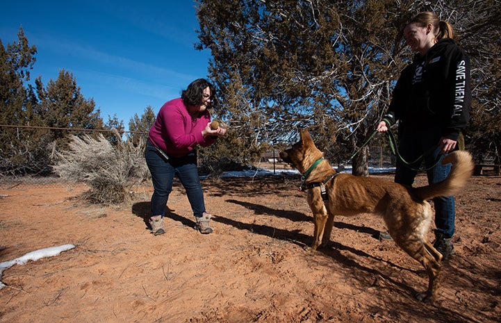 Two women outside with Bonneville the dog giving search and rescue training