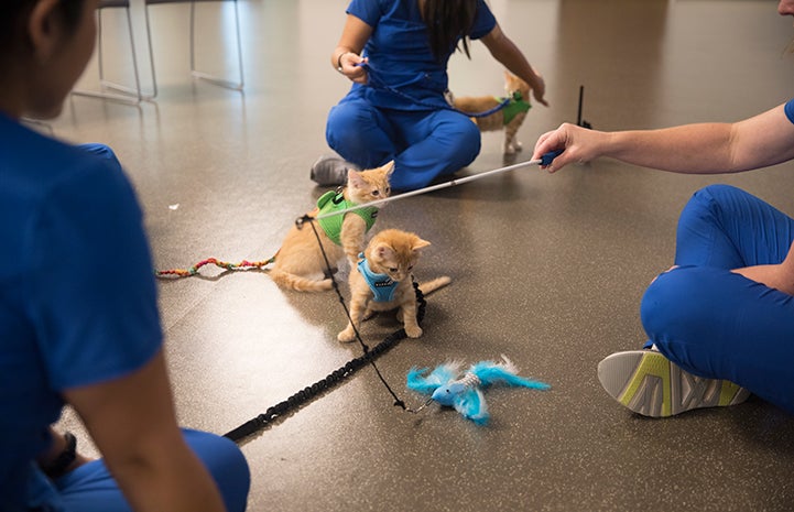 Two orange tabby kittens in harnesses surrounded by people playing with wand toys with them