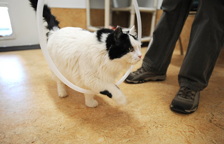 Raed the black and white cat walking through a hoop with Dr. Frank