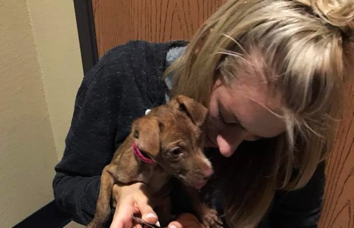 Monique the puppy getting a nail trim