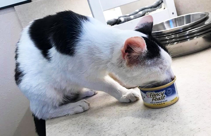 Black and white cat eating directly out of a Fancy Feast cat food can