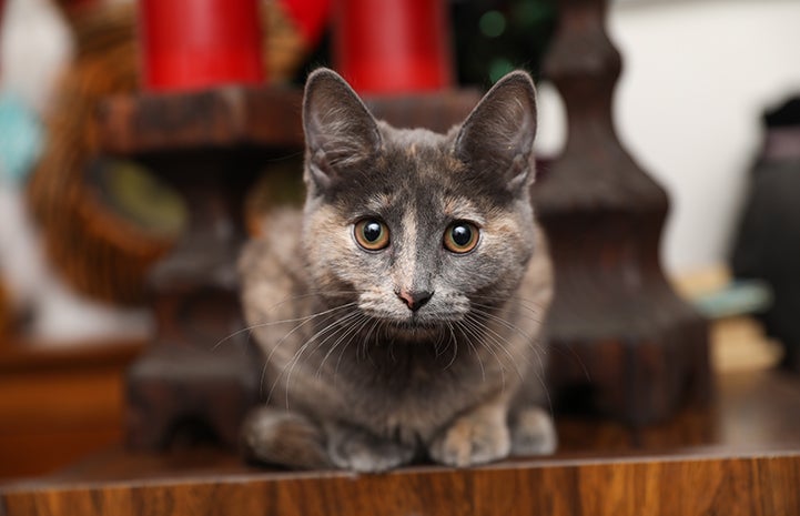 Little One the kitten was found near Salt Lake City with three good legs and a missing foot