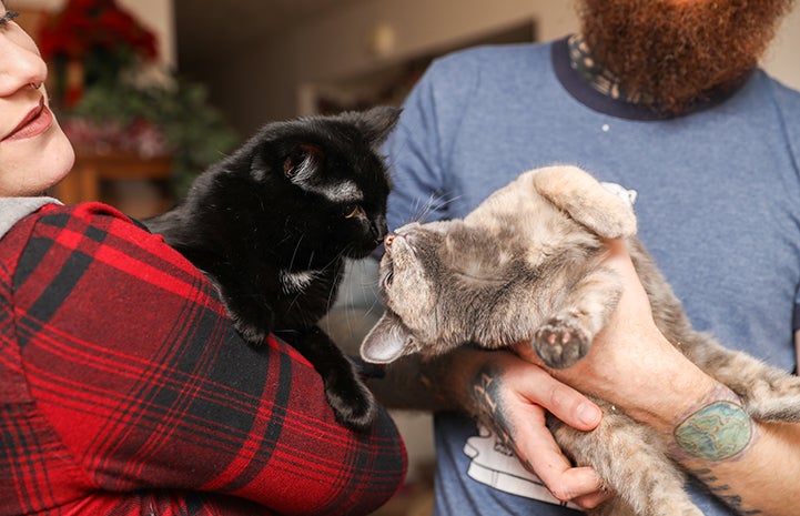 Now Baby Jay the cat is showing Little One the kitten the ropes of being in a home