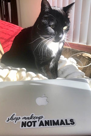 Elvis the cat had a fan club at the Best Friends Pet Adoption Center in Salt Lake City