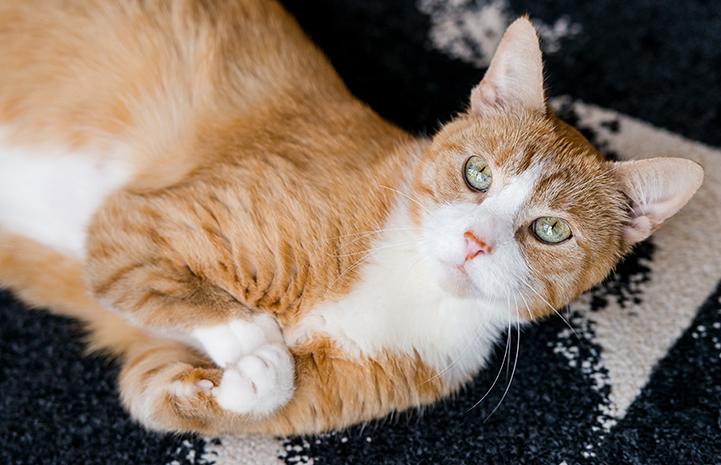 Roo the cat, with his two shortened front legs