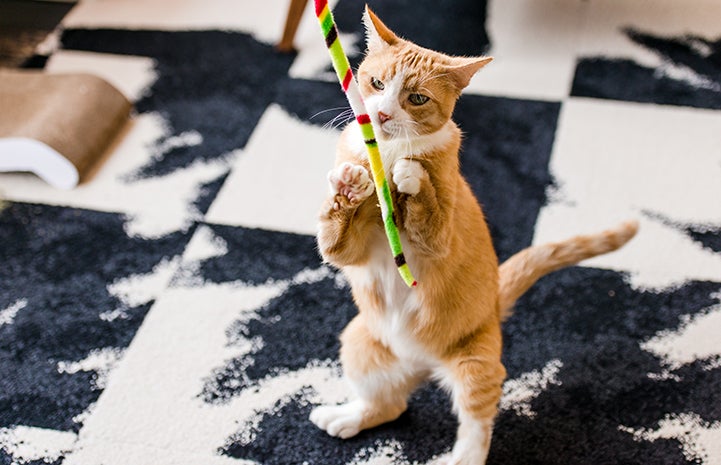 Roo doesn’t see himself as having special needs, playing with a fleece wand toy