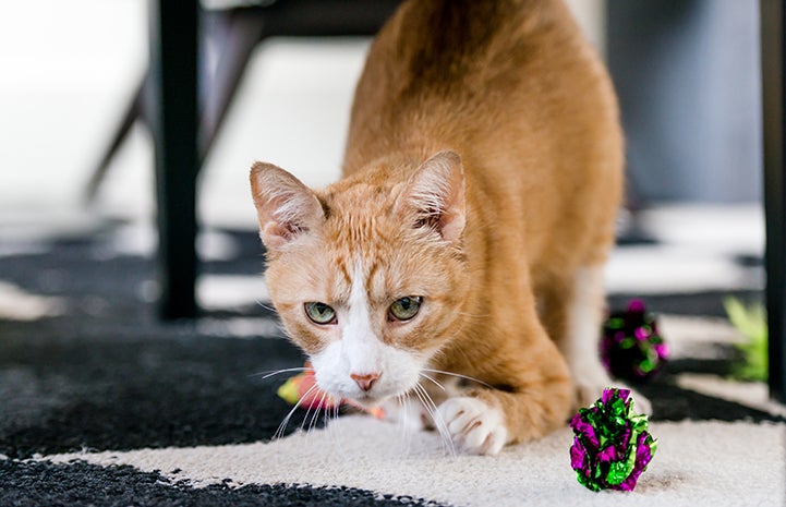 Roo the orange tabby gets around just fine