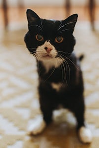 Rexie Roo the cat standing up on his two hind legs