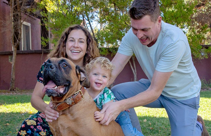 Santiago the mastiff with his happy new family