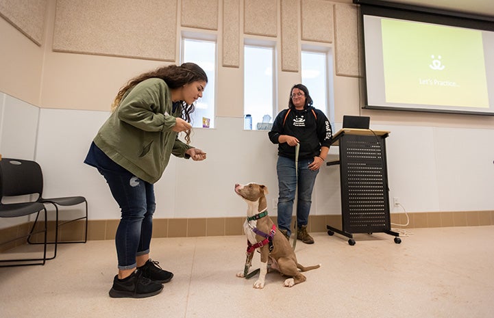 Woman about to give a treat to a brown and white dog who is sitting