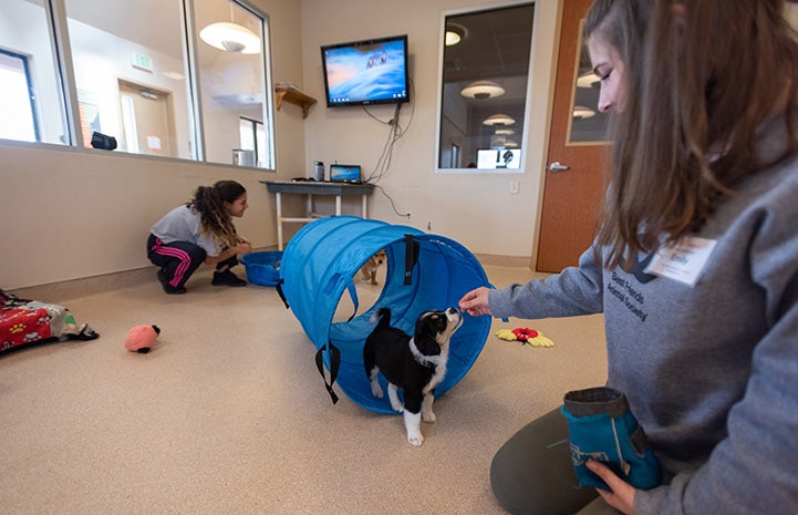 University student giving a treat to a small puppy who had walked through a blue tube