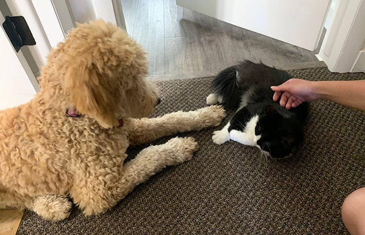 Itty Bitty the black and white cat with a hand petting him while lying down next to a dog