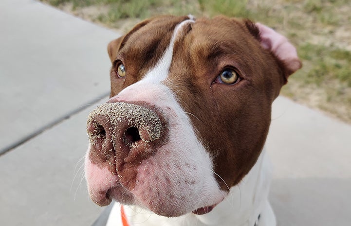 The face of Toro the dog with ears flipped back and sand on his nose