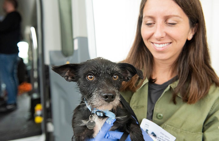 Volunteer Chelsea Hughes smiling and holding a small black terrier dog with a graying muzzle