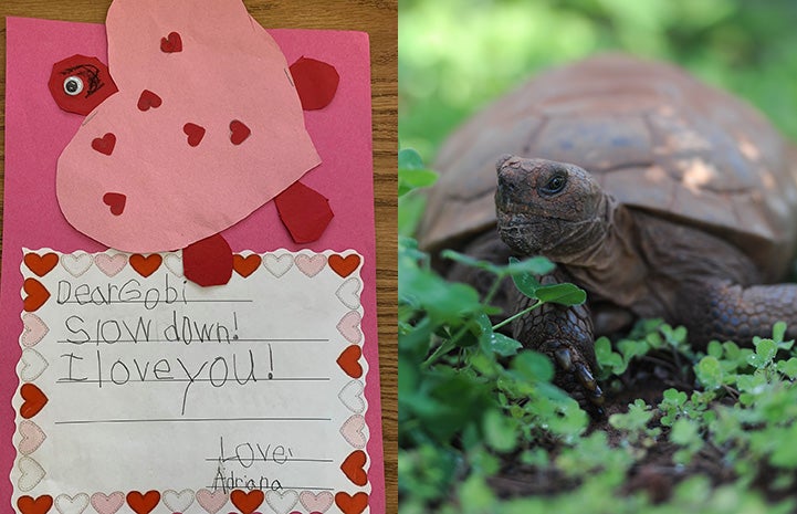 Handmade valentine to Gobi the tortoise next to a photo of Gobi