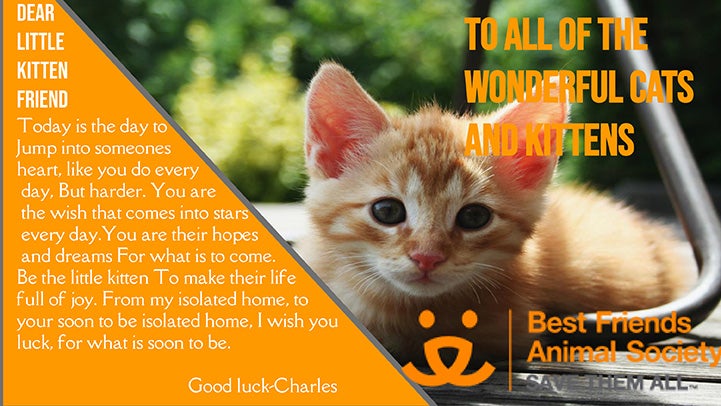 Computer generated valentine to kittens with a photo of an orange tabby kitten