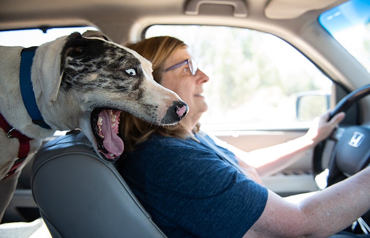 Dog with mouth open happy on a car ride from the back seat looking out the front