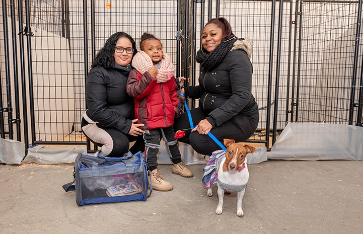 Family adopting a small brown and white dog 