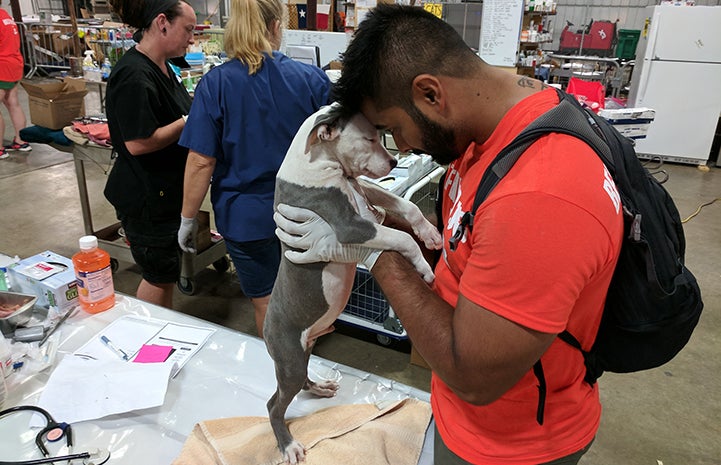 Volunteer with a puppy at the at the Rescue and Reunite Center after Hurricane Harvey