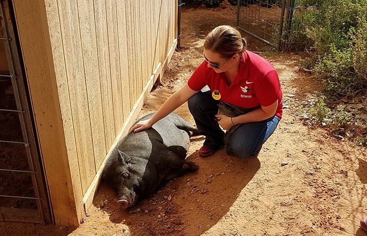 Although Team Red, White & Blue (RWB) dedicated hours of time to cleanup work at Marshall’s Piggy Paradise, they took in some socializing time too