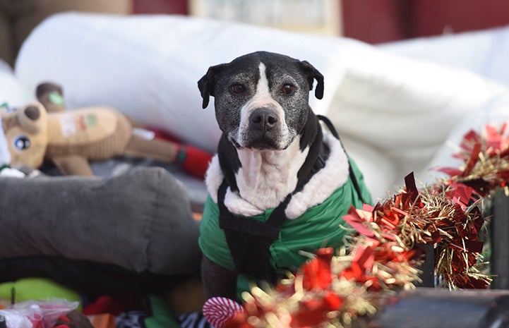 Curly the Vicktory dog enjoying Christmas day in the wagon full of dog toys