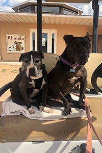 Vicktory dogs Curly and Mya together in a golf cart