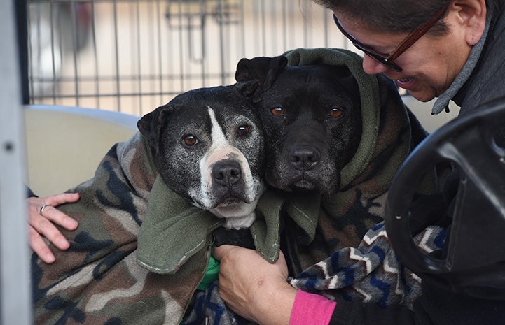 Vicktory dogs Curly and Mya snuggling together under a blanket in a golf cart