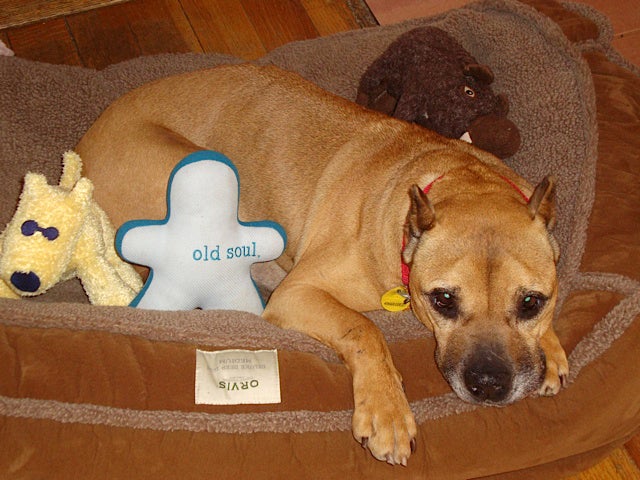 Georgia the Vicktory dog snuggling in her bed