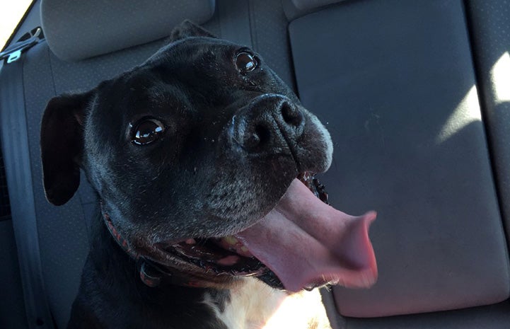 Mel the Vicktory dog sitting in a car seat