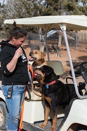 Meryl the Vicktory dog is ready to go for a golf cart ride