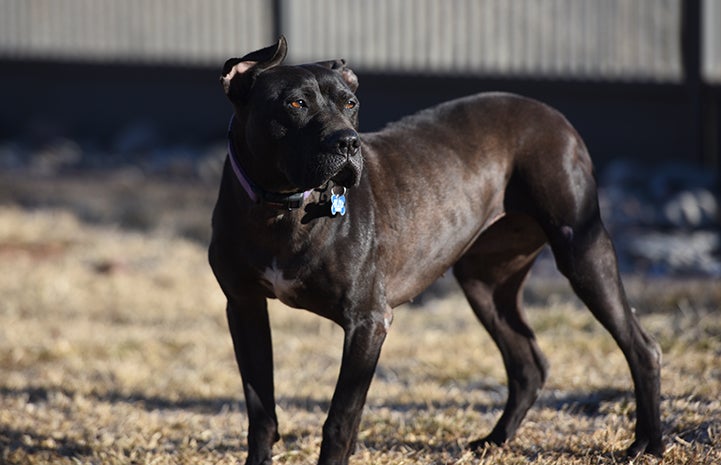 Though Mya is the more reserved of the two Vicktory dogs, they both greet people they know well with overjoyed wiggles and tail wags