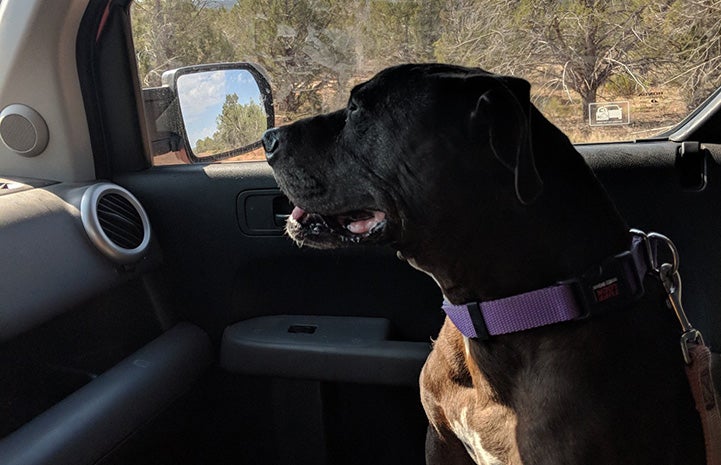 Mya the Vicktory dog in the passenger seat of a car going for a ride