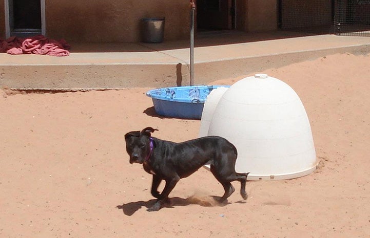 Vicktory dog Mya running outside in front of a Dogloo