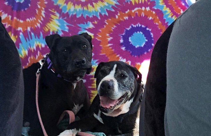 Vicktory dog Mya with Curly, another Vicktory dog, in front of a tie dye blanket