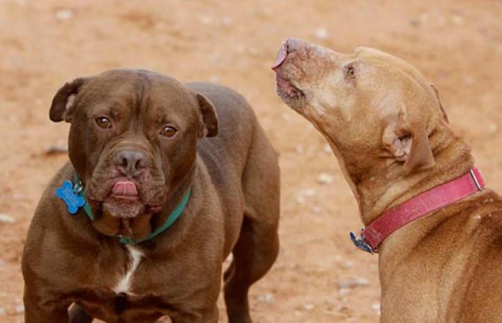 Little Red the Vicktory dog playing with Beefcake a dog who had been rescued after a dogfighting bust