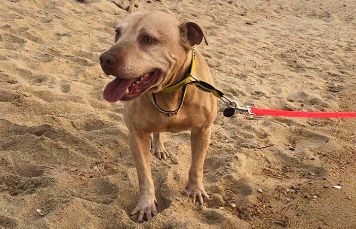 Tabasco the brown dog standing on the sand at a beach