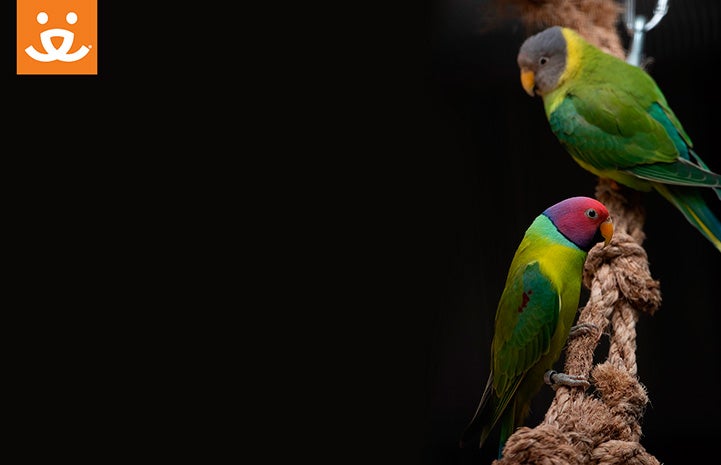 Two green birds with purple heads background with a Best Friends logo