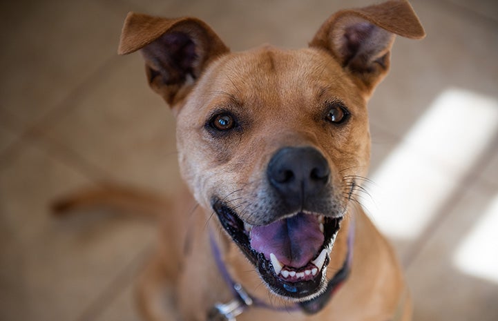 The face of Scooby, a brown dog with his mouth open in a smile